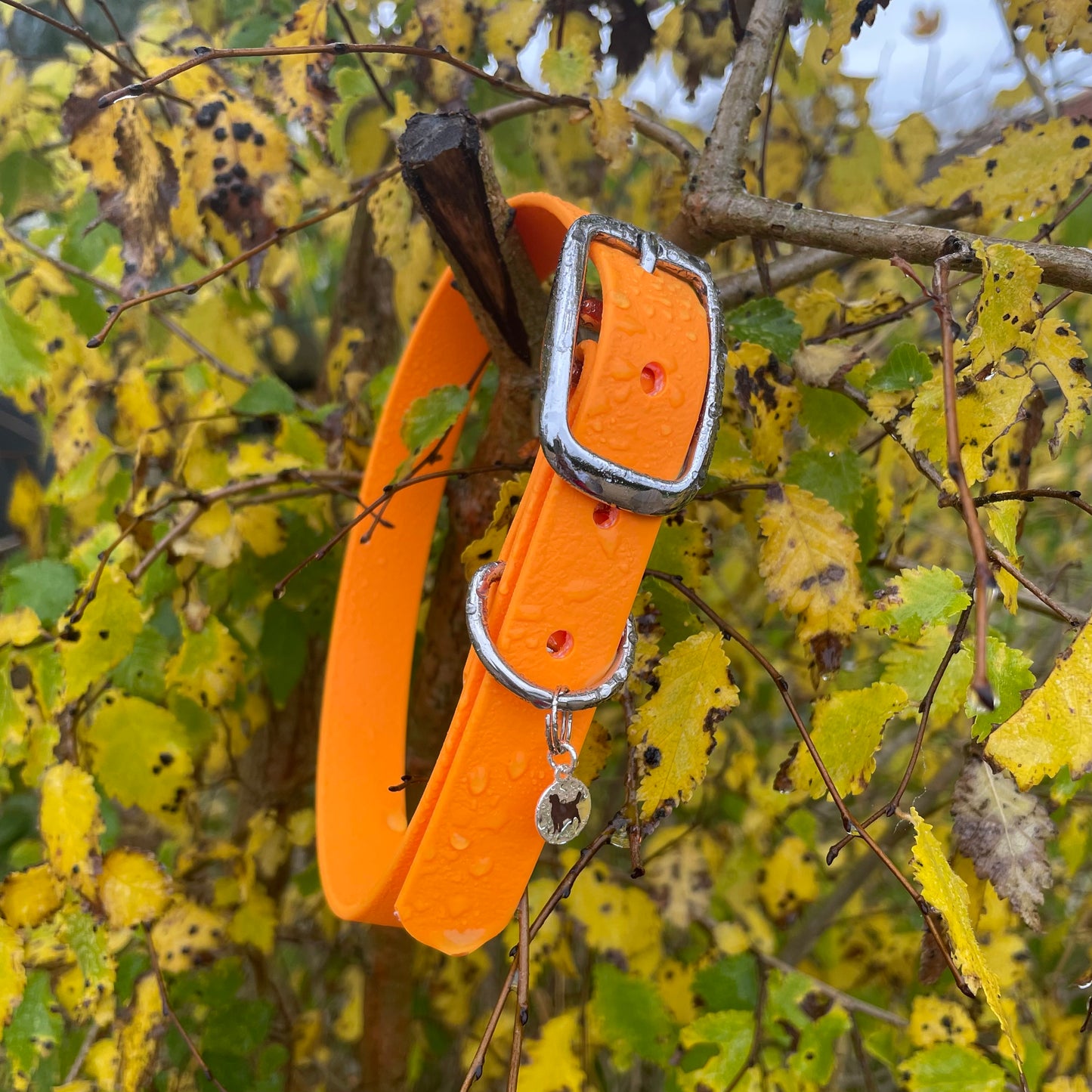 BioThane® Buckled Collar - Chrome