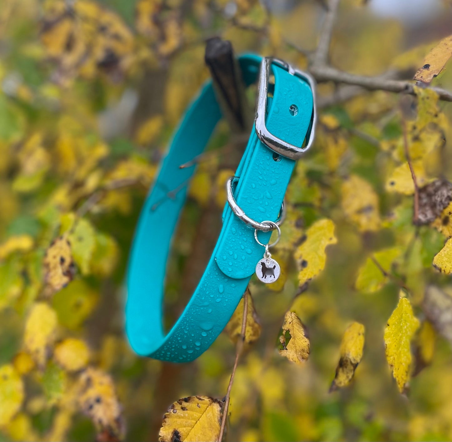 BioThane® Buckled Collar - Chrome