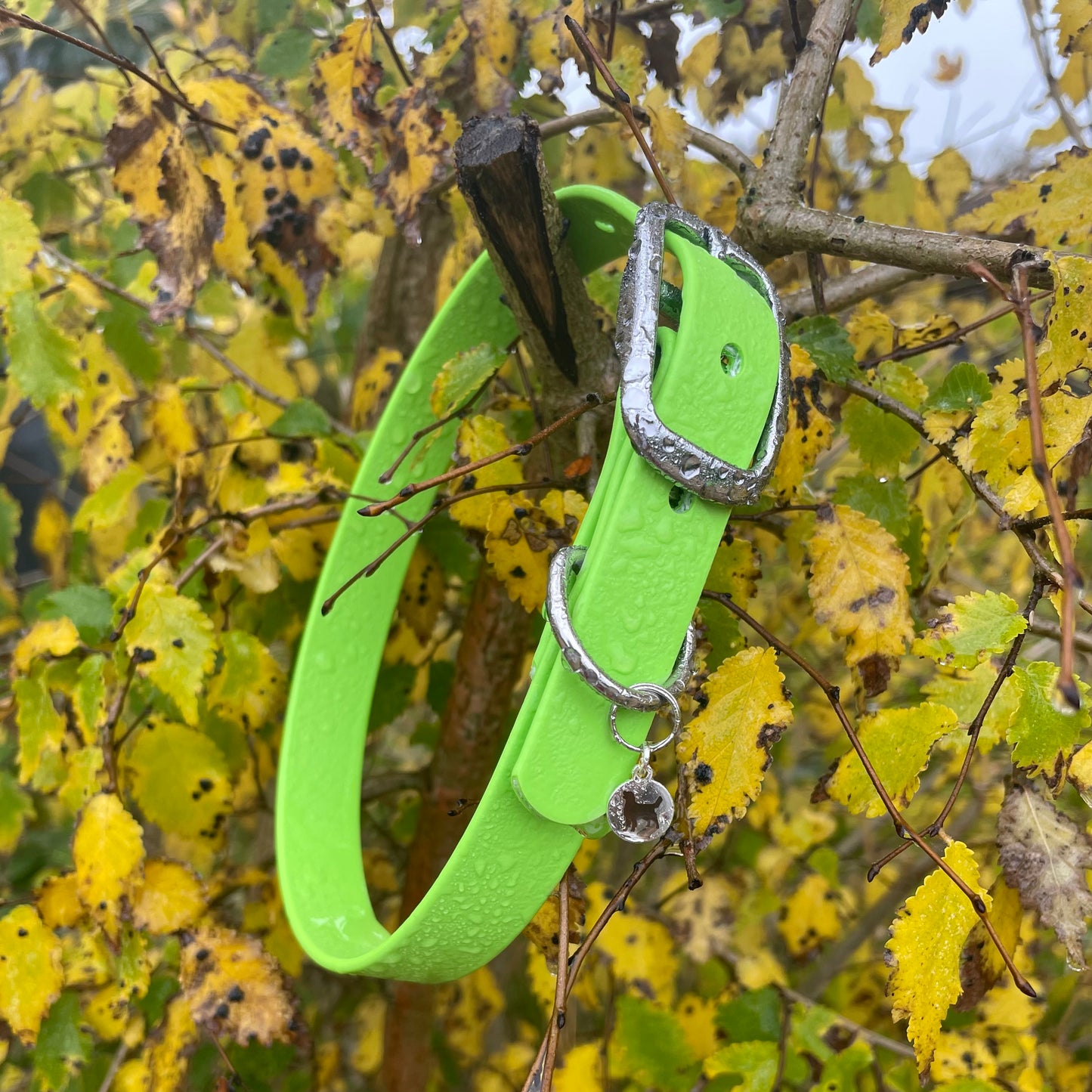 BioThane® Buckled Collar - Chrome