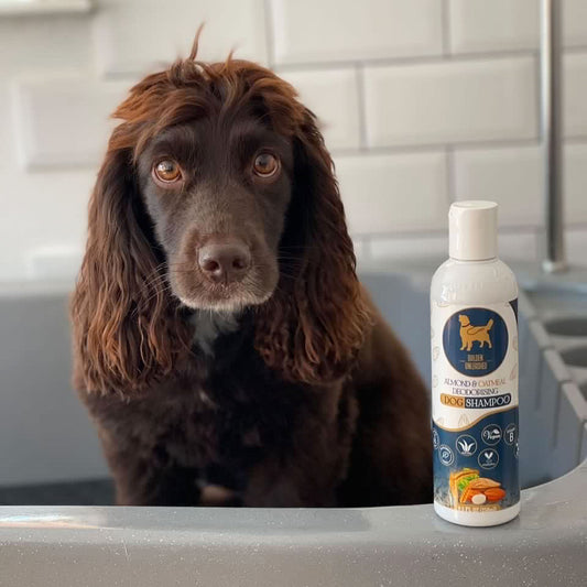 Our Almond and Oatmeal shampoo photographed next to a gorgeous chocolate spaniel sitting in the bath 
