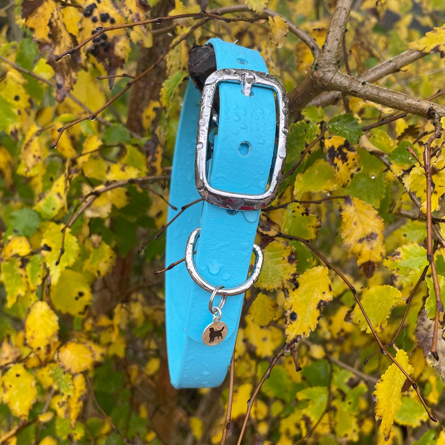BioThane® Buckled Collar - Chrome