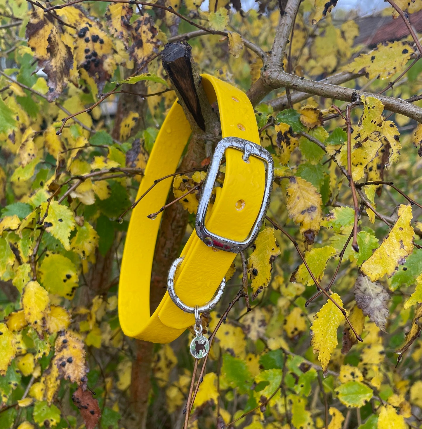 BioThane® Buckled Collar - Chrome