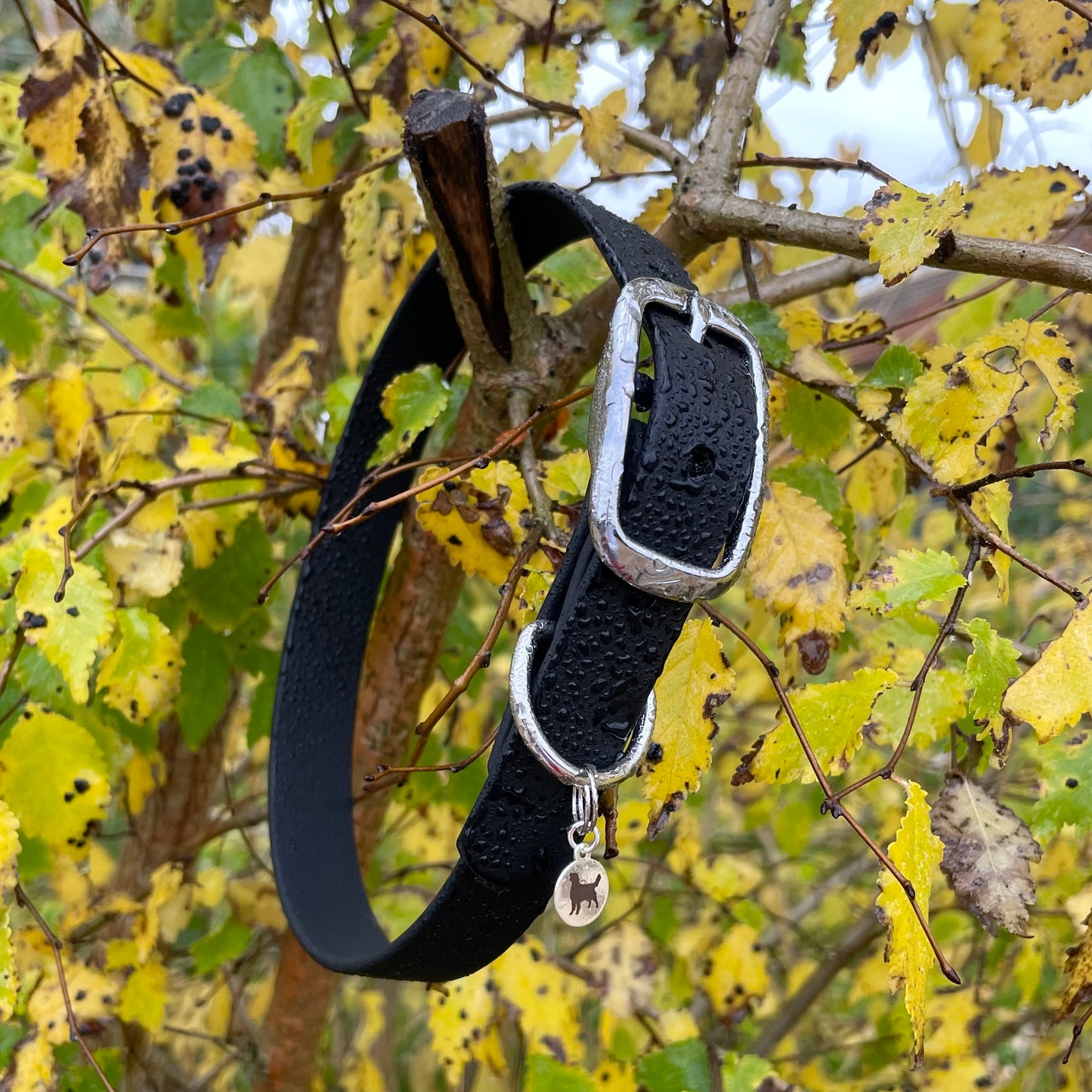 A medium black BioThane collar with a chrome buckle, hanging from a tree branch covered in water droplets showing the materials water resistance