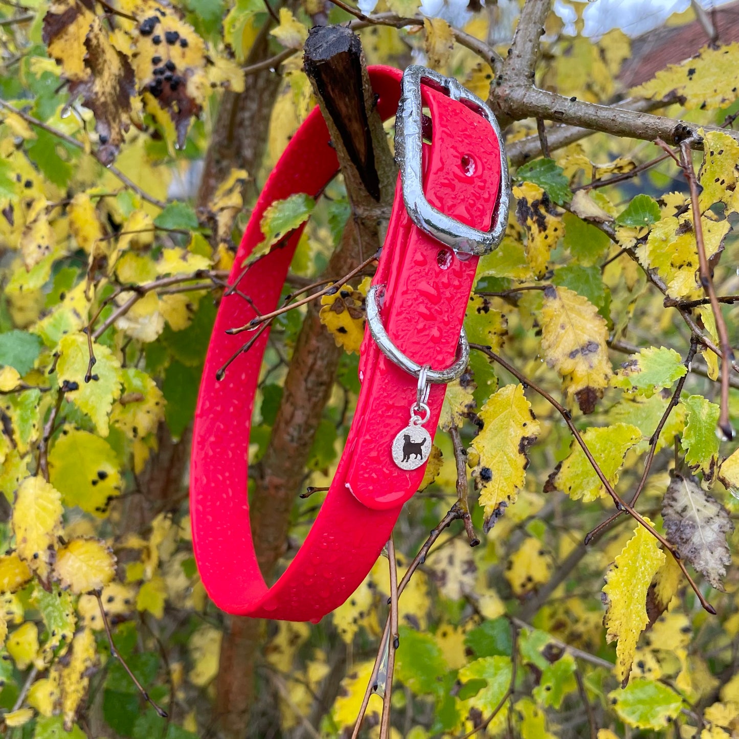 BioThane® Buckled Collar - Chrome