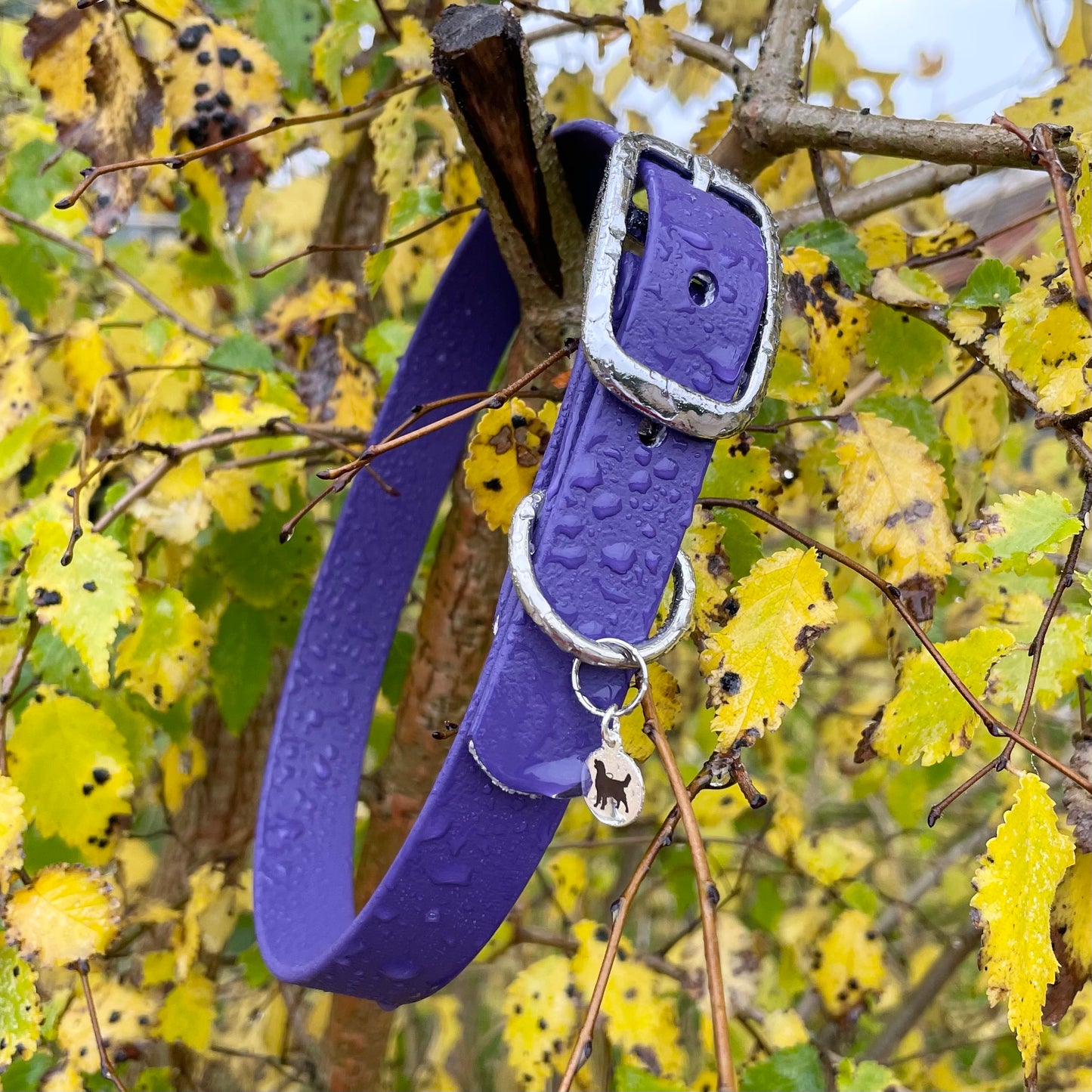 BioThane® Buckled Collar - Chrome
