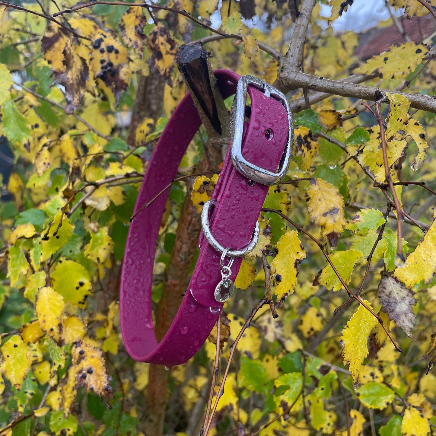 Collars!