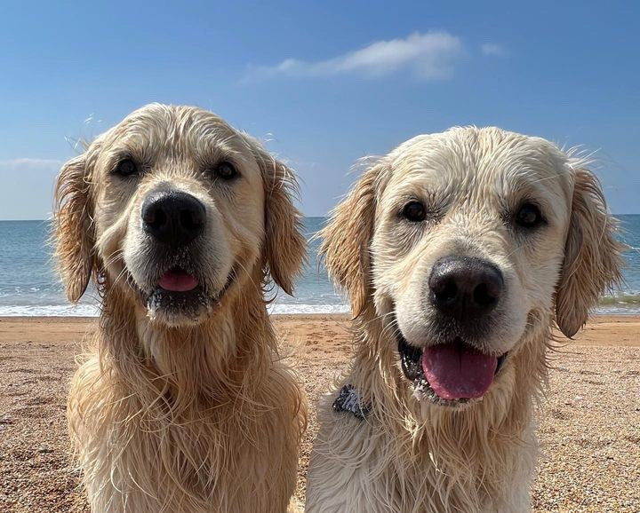 Golden retrievers Oko and Tre, sat side by side at the beach smiling for the camera