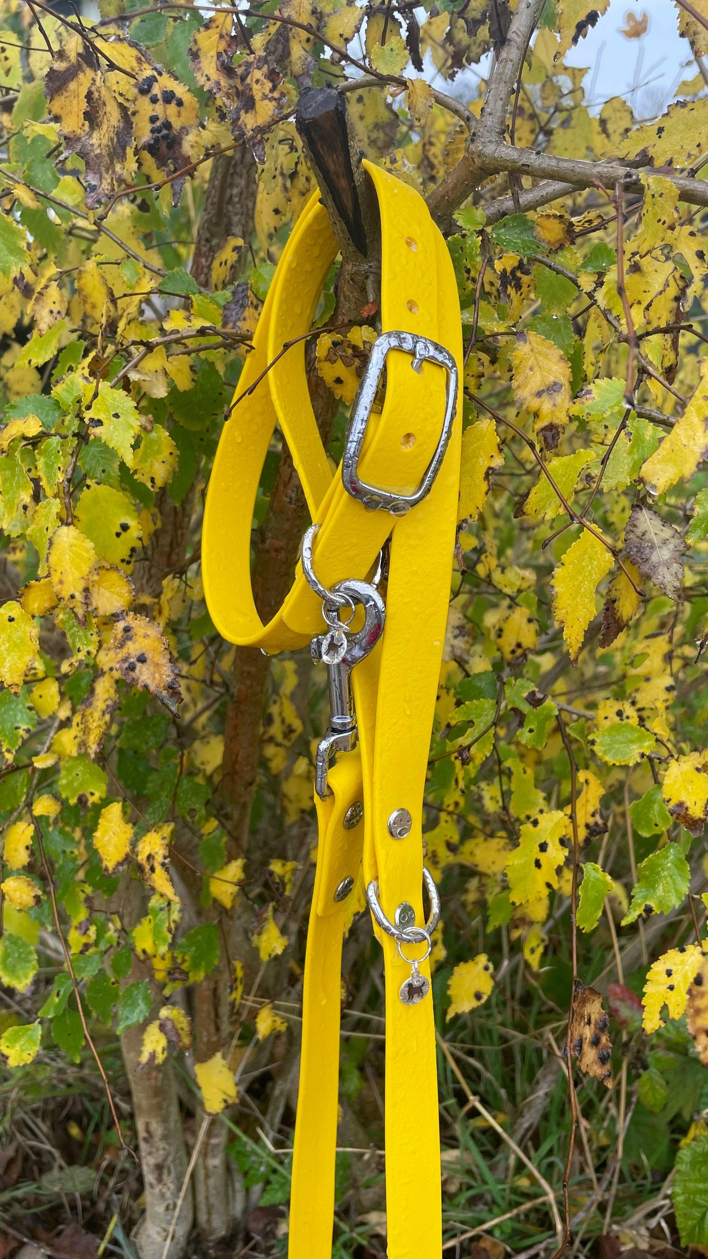Sunny Yellow Collar.