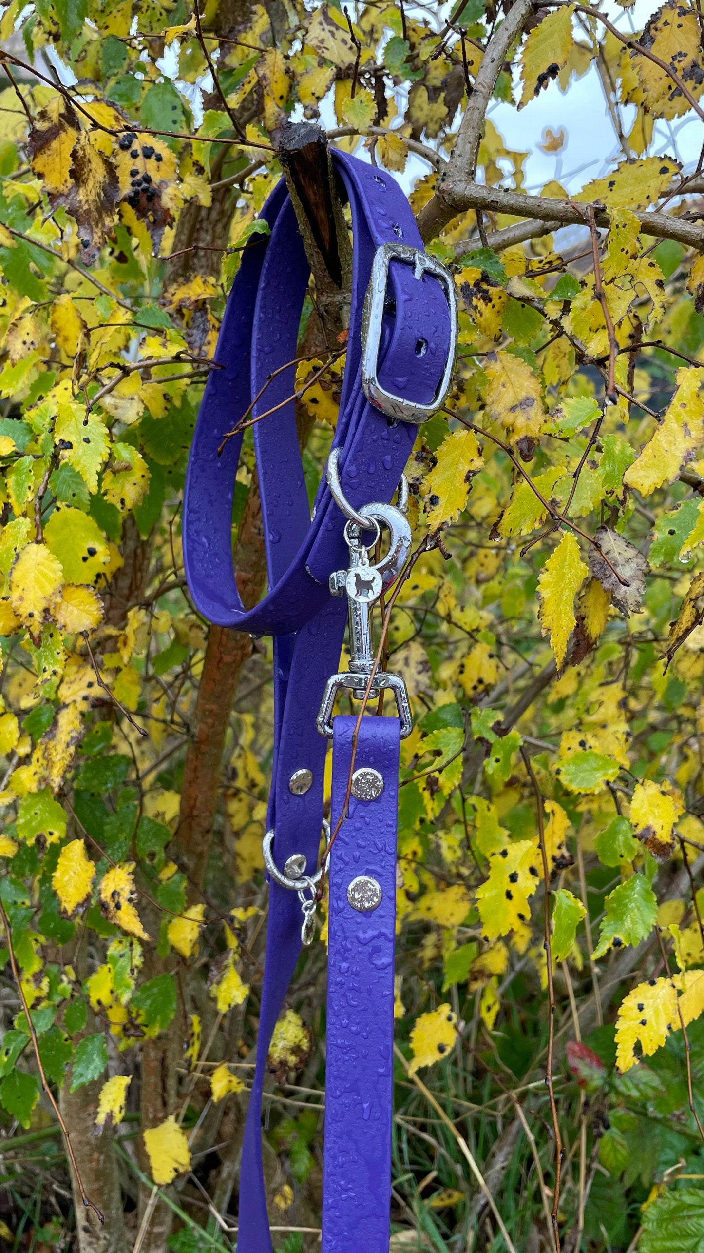 Grape Purple Collar.