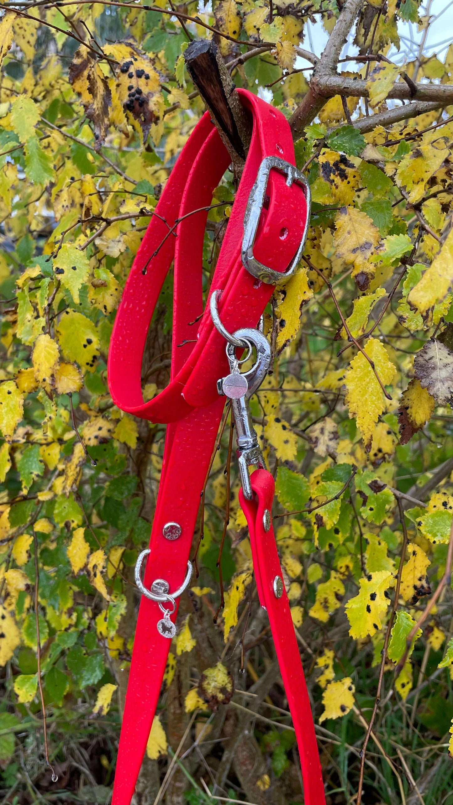 Cherry Red Collar.