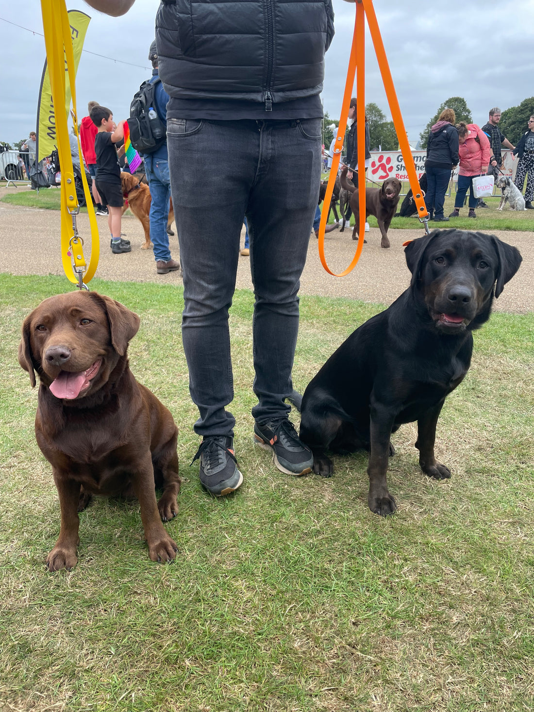 The Ultimate Guide to Using BioThane® Training Leads for Dogs