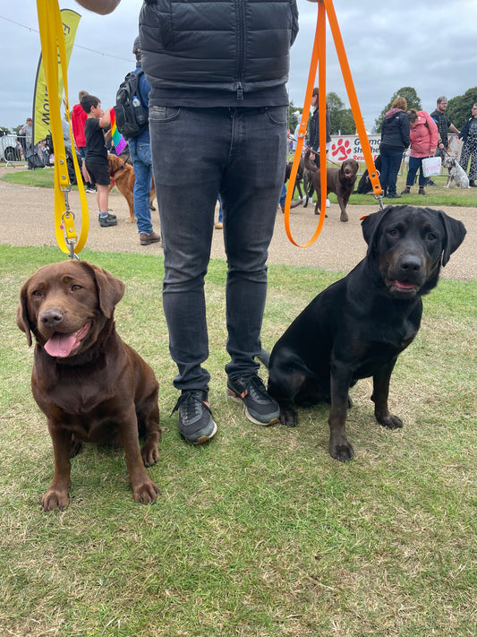 The Ultimate Guide to Using BioThane® Training Leads for Dogs