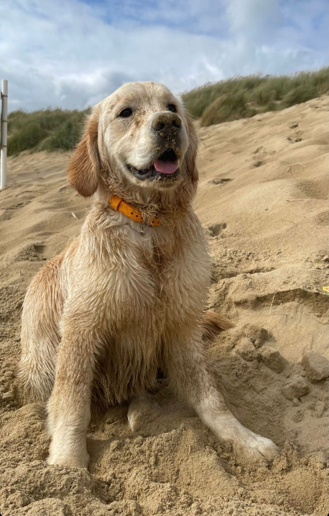 Top 10: Reasons why you NEED our waterproof collars!