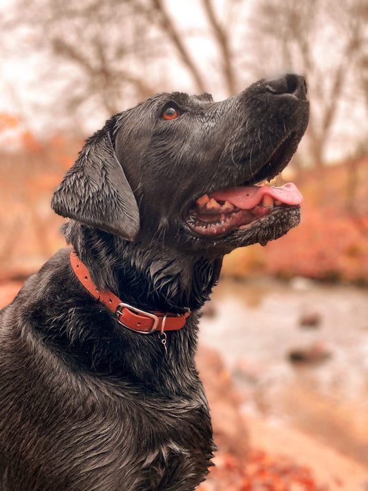 BioThane® Buckled Collar - Chrome