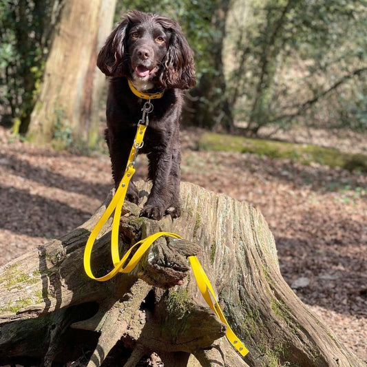 BioThane® Double-ended Multifunctional Training Lead