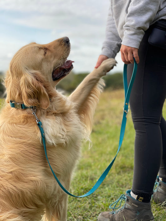 Golden retriever Blueberry putting his paw in his owners hand, whilst the owner holds his BIioThane lead in the opposite hand