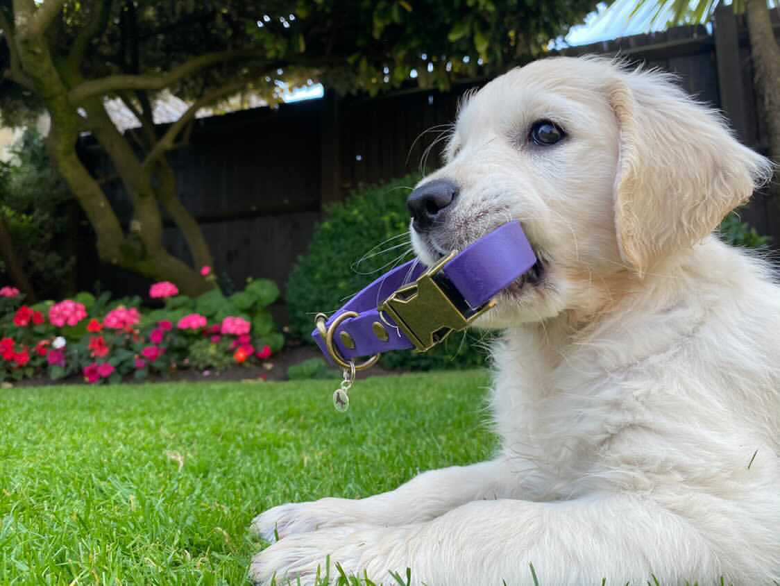 BioThane® Quick Release Collar & Training Lead Set