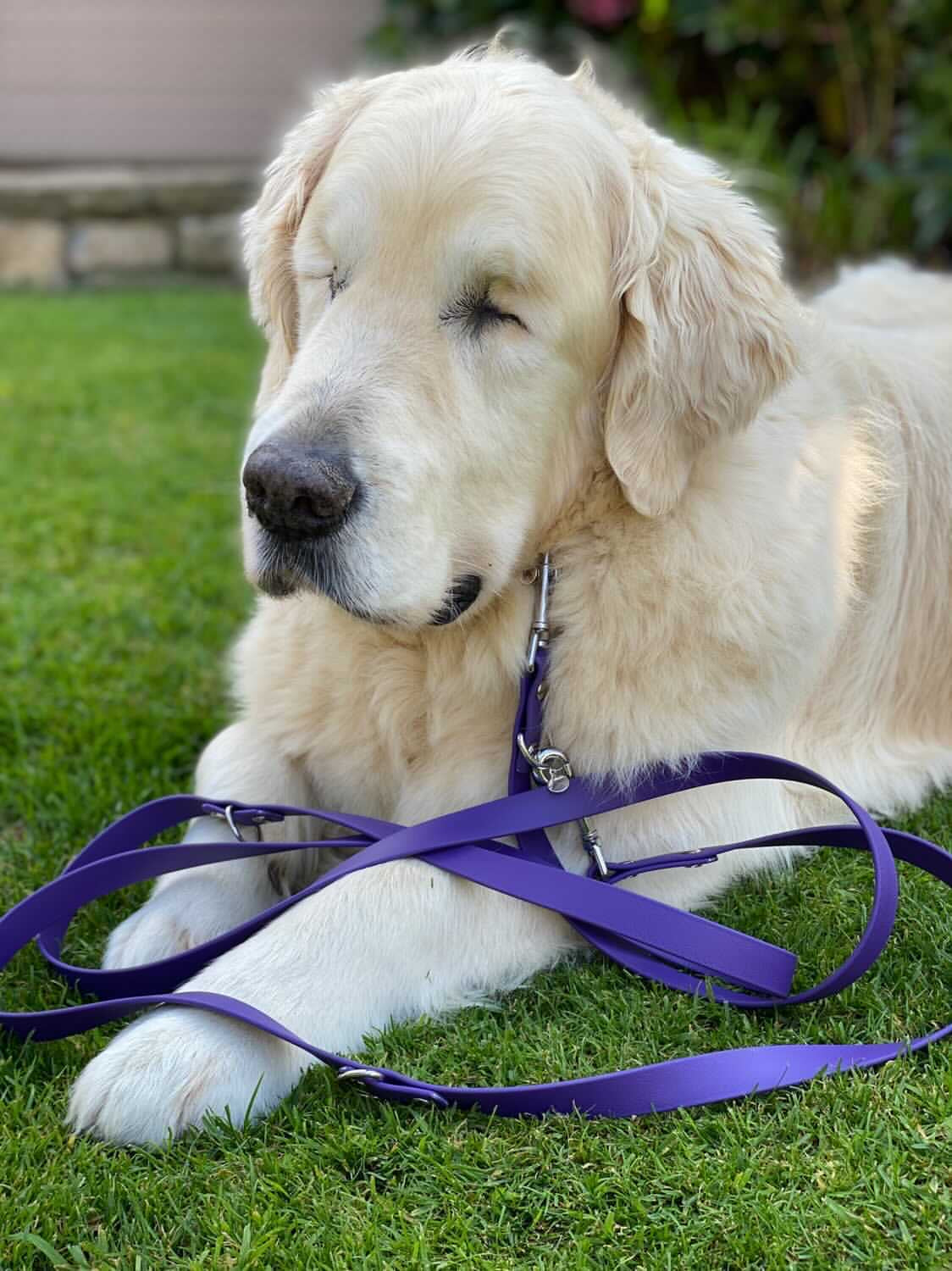 BioThane® Quick Release Collar & Training Lead Set