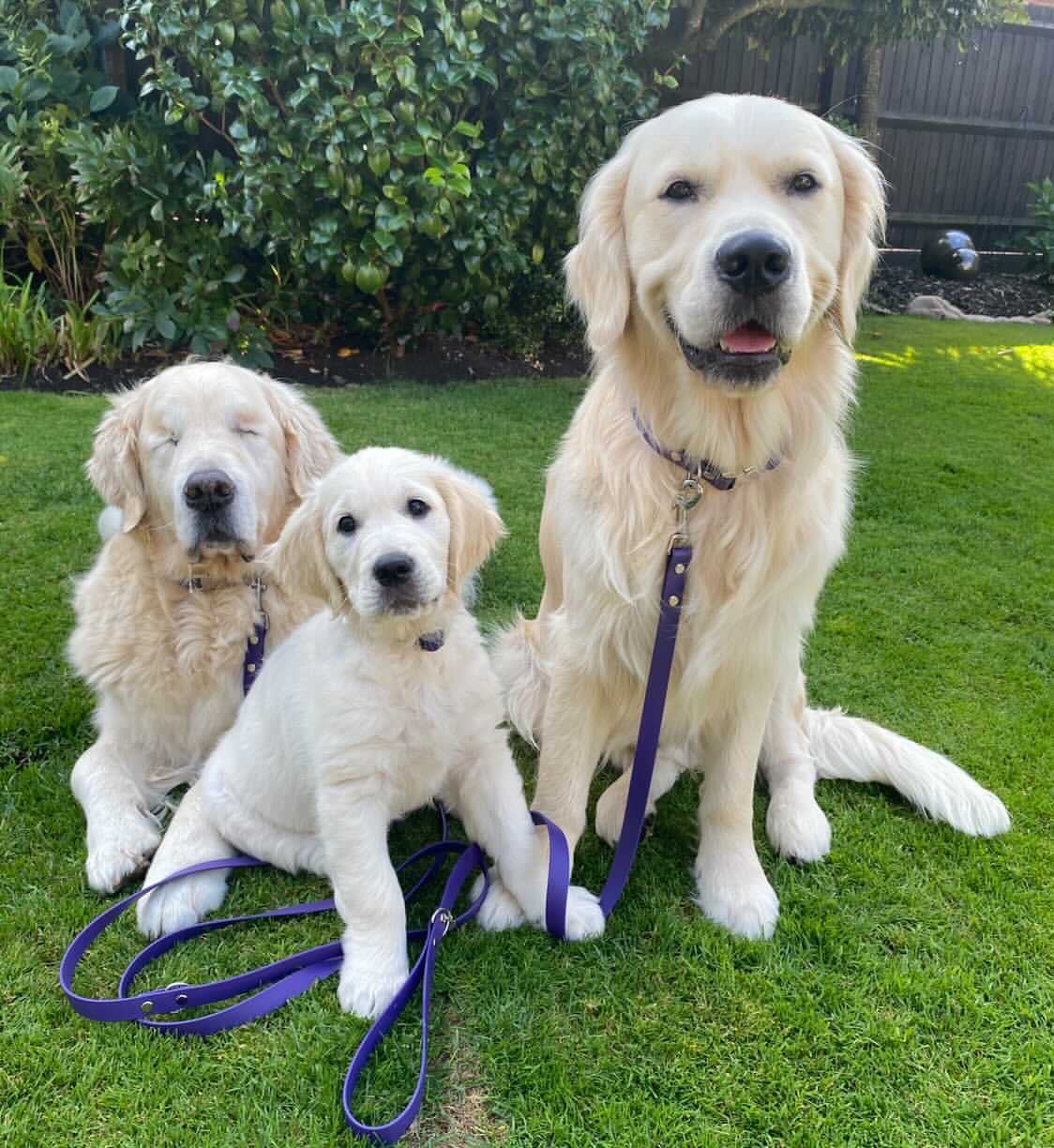 BioThane® Quick Release Collar & Training Lead Set