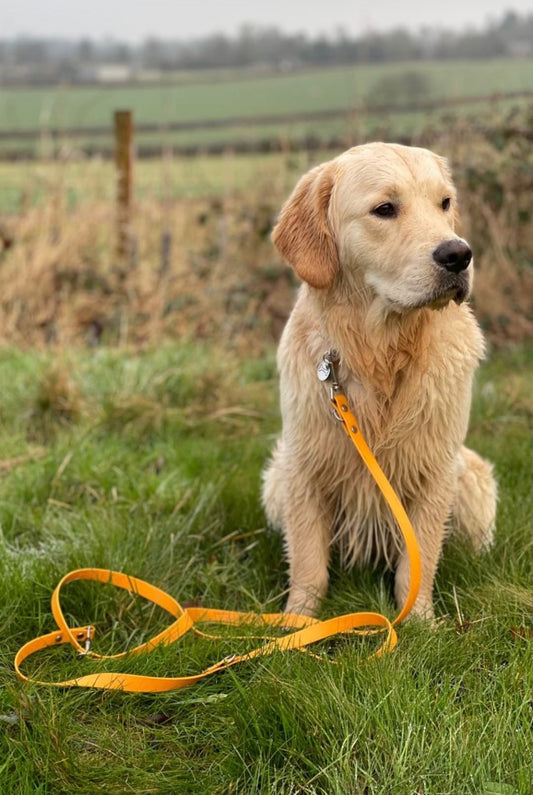Golden Retriever Elmo sitting in a grassy field, looking out to the side with his orange BioThane lead laying in front of him in the grass