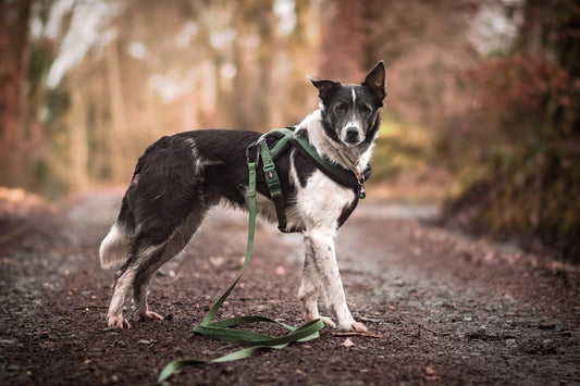 Carabiner Clip (Upgrade).
